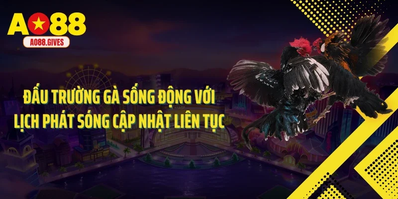 Đấu trường gà sống động với lịch phát sóng cập nhật liên tục