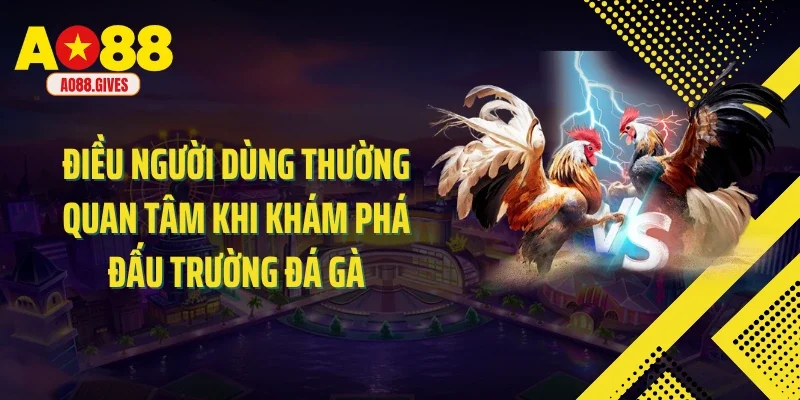 Điều người dùng thường quan tâm khi khám phá đấu trường đá gà 
